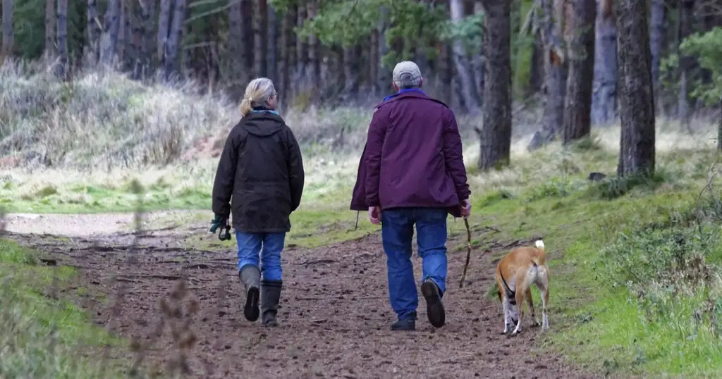 Erstes Date: ein Paar spaziert mit Hund auf einem Waldweg